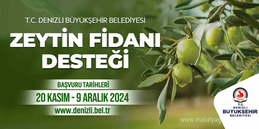 Denizli Büyükşehir çiftçilere 50 bin zeytin fidanı dağıtacak