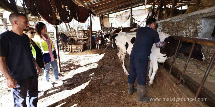 Denizli Büyükşehir mastit hastalığıyla mücadele başlattı