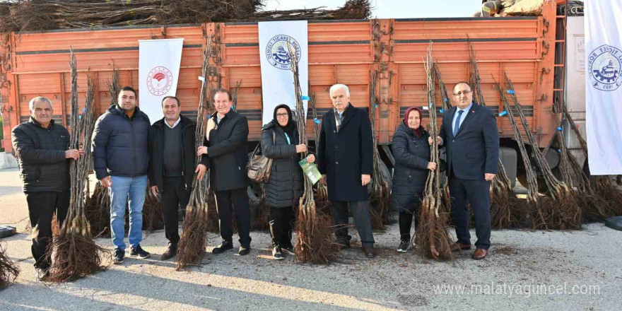 Denizli cevizin başkenti olma yolunda ilerliyor