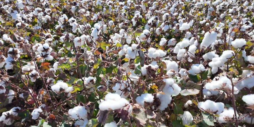 Denizli’de beyaz altın hasadı başladı