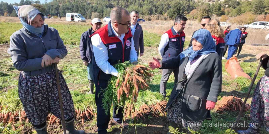 Denizli’de bu yıl 5 bin ton havuç hasat edilecek