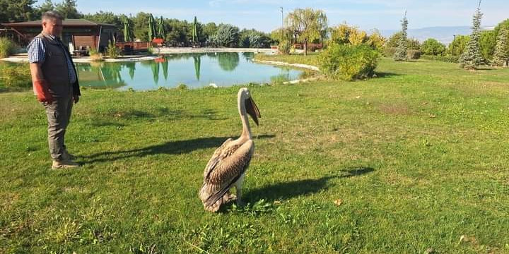 Denizli’de günde yaralı 40 kuşa yardım ediliyor