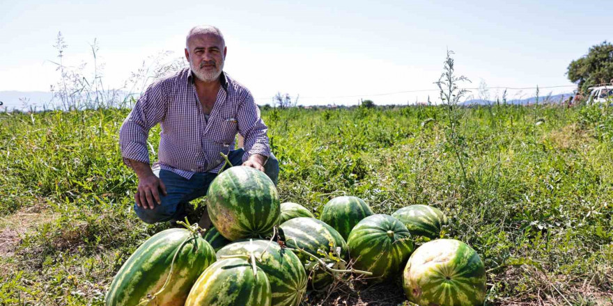 Denizli’de üreticinin elinde kalan karpuzları büyükşehir aldı