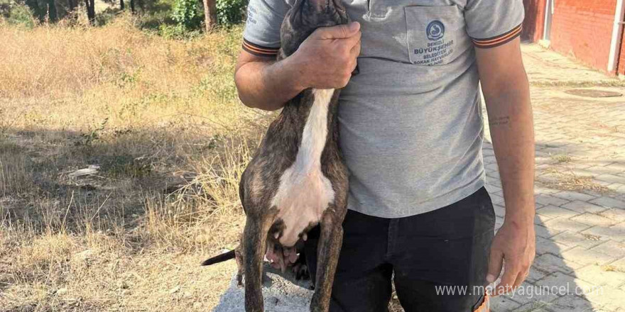 Denizli’de yasak ırk köpekler uygun şartlarda bakılıyor