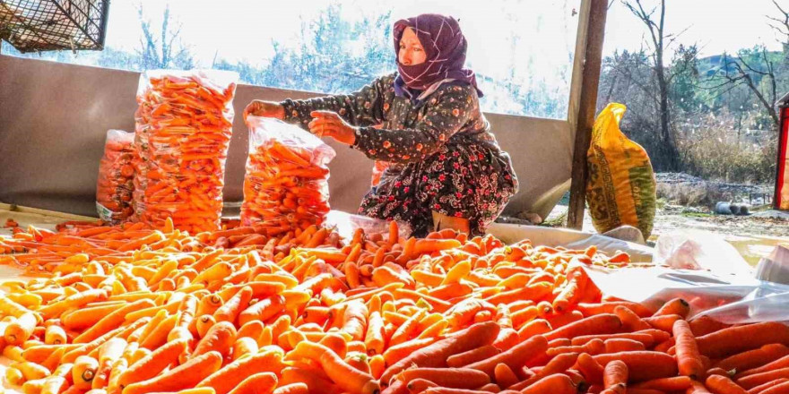 Denizli’nin Çakır havucunda hasat başladı