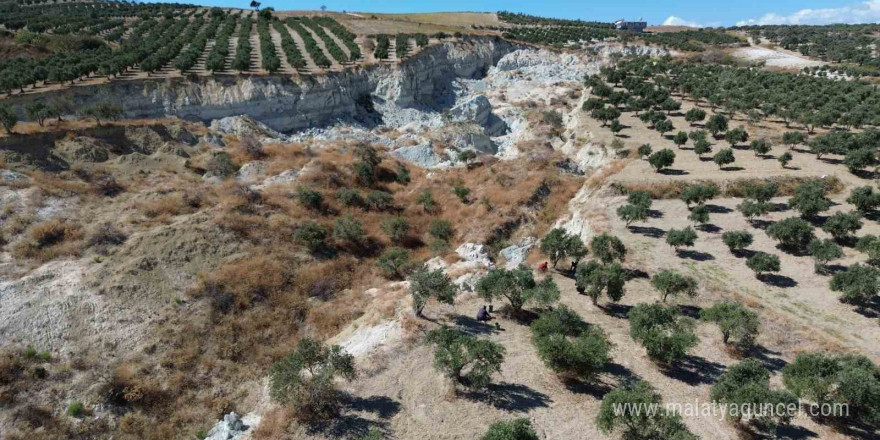 Depremin büyüklüğünü gösteren devasa yarığın ikiye ayırdığı bahçede tedirgin eden zeytin hasadı