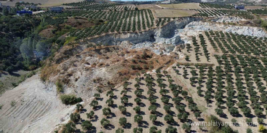 Depremin büyüklüğünü gösteren devasa yarığın ikiye ayırdığı bahçede tedirgin eden zeytin hasadı