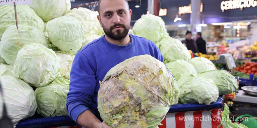 Dev lahanalara nazar değil, büyümeyen lahanalar tarlada kaldı