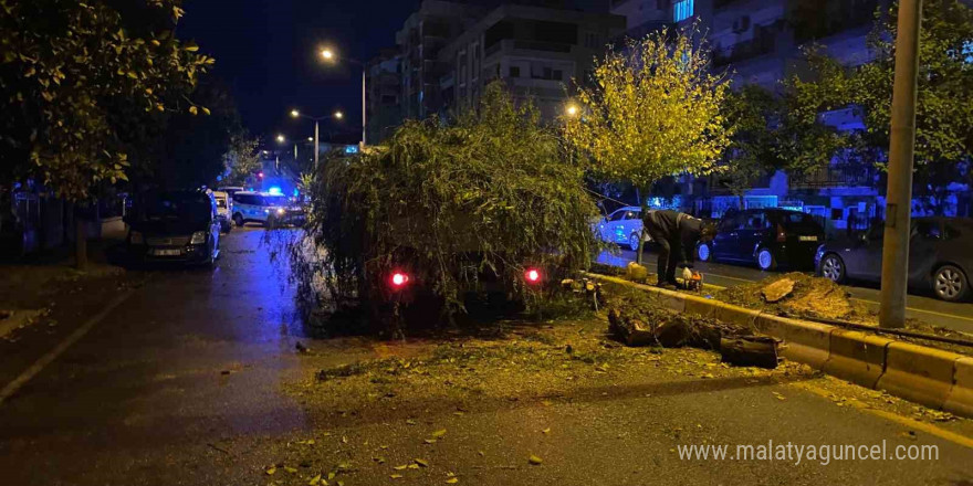 Devrilen ağaç yolu trafiğe kapattı