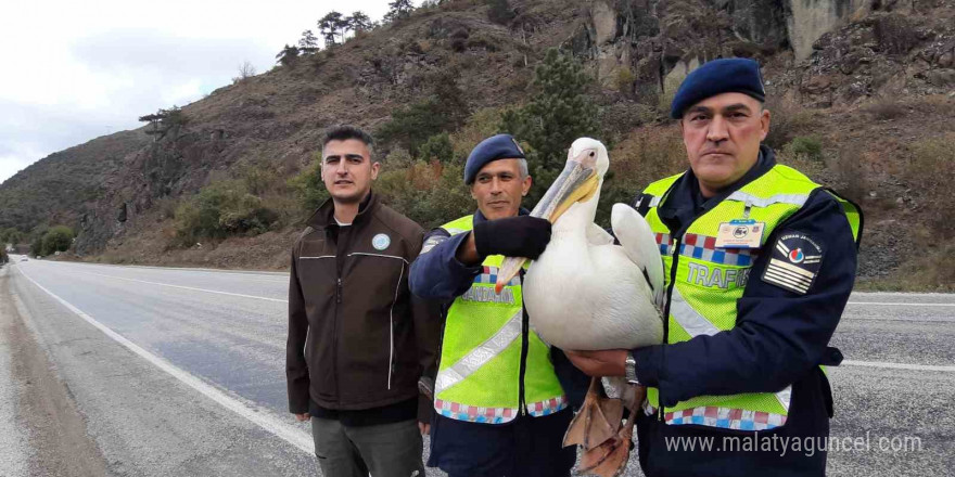 Devriye atan jandarma pelikan kuşu buldu: Hamsiyle beslediler