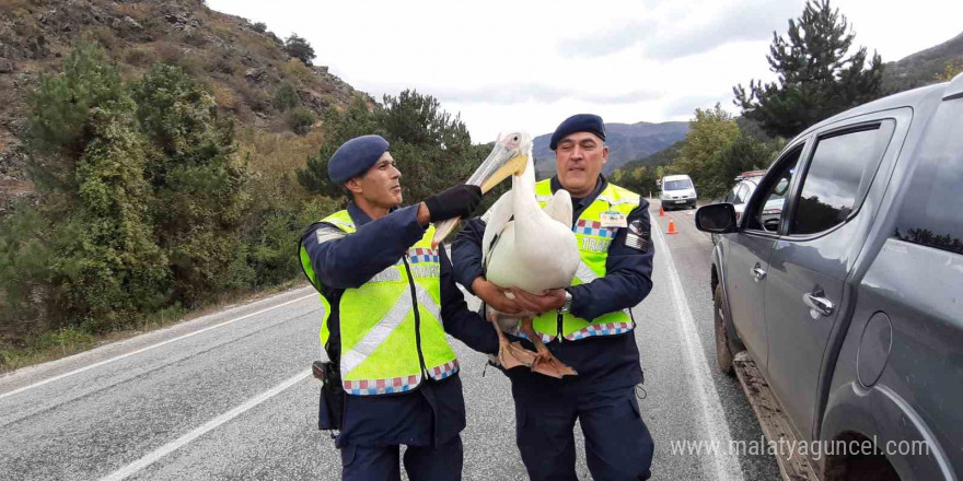 Devriye atan jandarma pelikan kuşu buldu: Hamsiyle beslediler