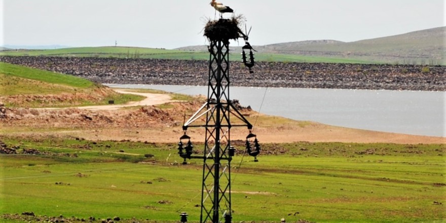 Dicle Elektrik’ten leylekler için Dicle Vadisi’nde yuva