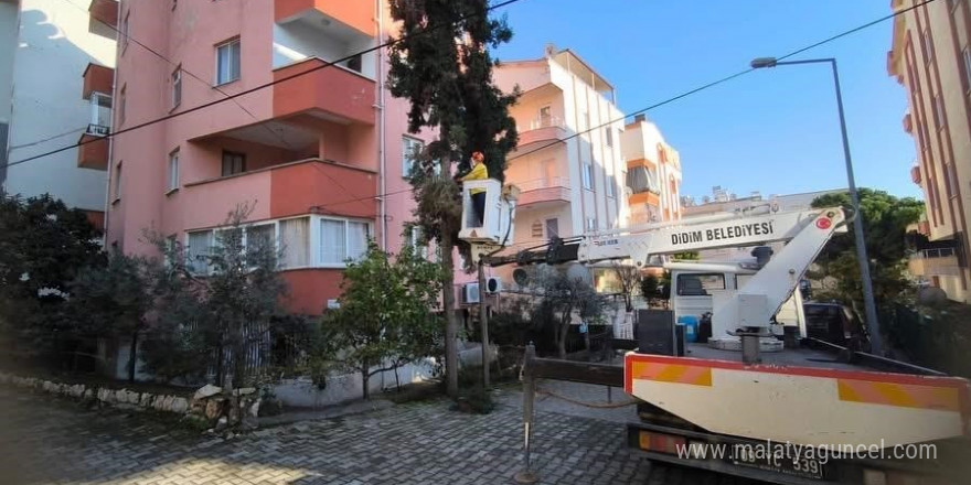 Didim Belediyesi ağaçların kış bakımlarını sürdürüyor