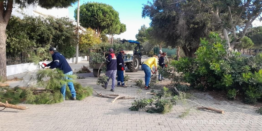 Didim’de ağaç budama çalışmaları sürüyor