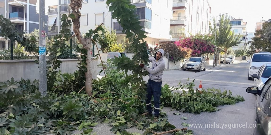 Didim’de ağaç budama çalışmaları sürüyor