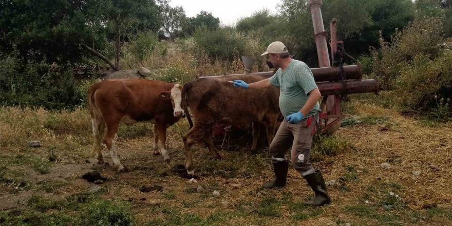 Didim’de büyükbaş hayvanların ilkbahar şap aşısı yapıldı