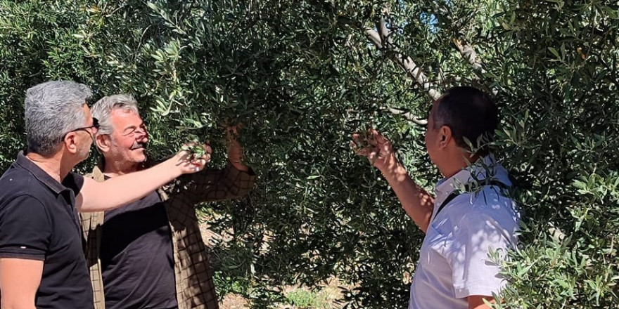 Didim’de zeytin bahçelerinin röntgeni çekildi