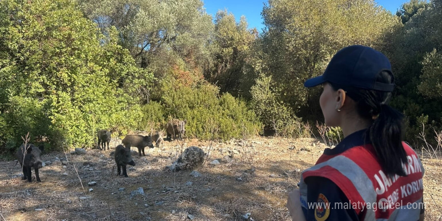 Dilek Yarımadası’nda jandarma denetimi