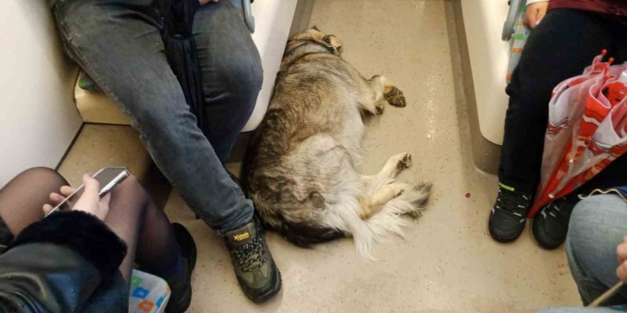 Dışarıda üşüyen köpek tramvaya sığındı