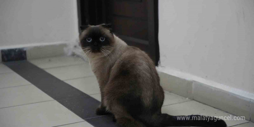 Dışı güzel içi keder kedi ırkı: Scottish