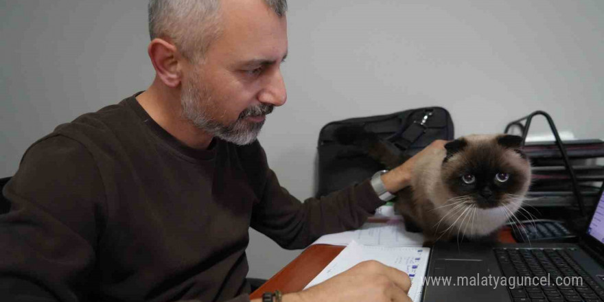 Dışı güzel içi keder kedi ırkı: Scottish