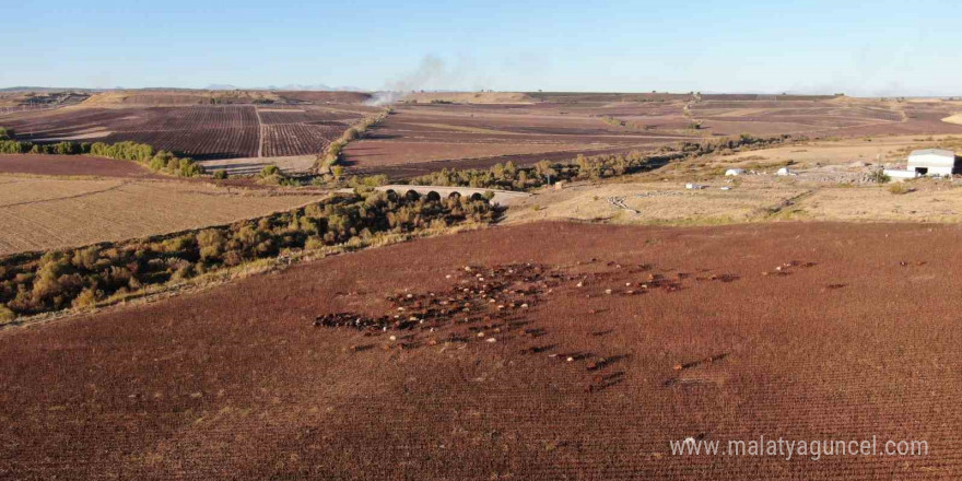 Diyarbakır’a gelen konargöçer aile, 6 ay Kral Yolu’nda hayvanlarına bakacak