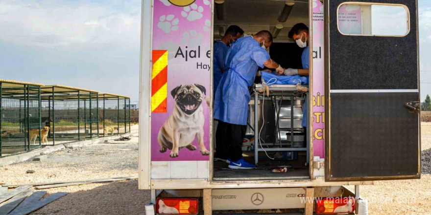 Diyarbakır’da 10 köpek mobil araçla kısırlaştırıldı