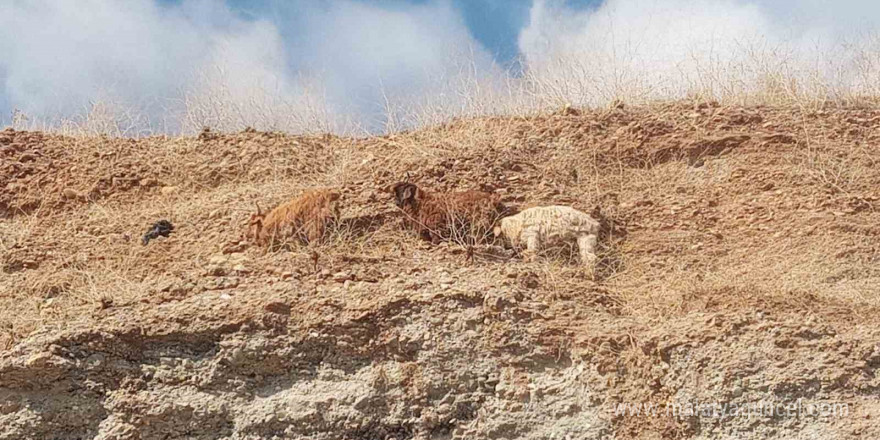 Diyarbakır’da 3 keçi 2 gündür mahsur kaldıkları yerden kurtarıldı