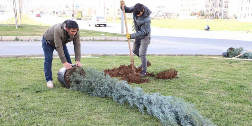 Diyarbakır’da ağaçlandırma çalışması