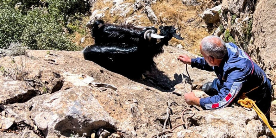 Diyarbakır’da kurt saldırısından kaçan keçiler uçurumda mahsur kaldı