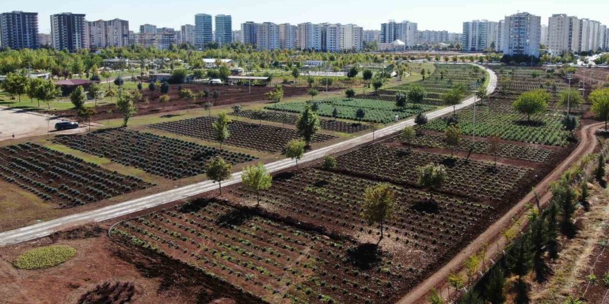 Diyarbakır’da Tıbbi Aromatik Bitki Bahçesi şehre güzel koku yayacak