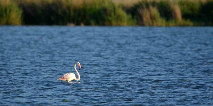 Doğa harikası Akgöl flamingoları ağırlıyor