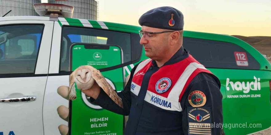 Doğada bulunan peçeli baykuşun tedavisi yapılacak