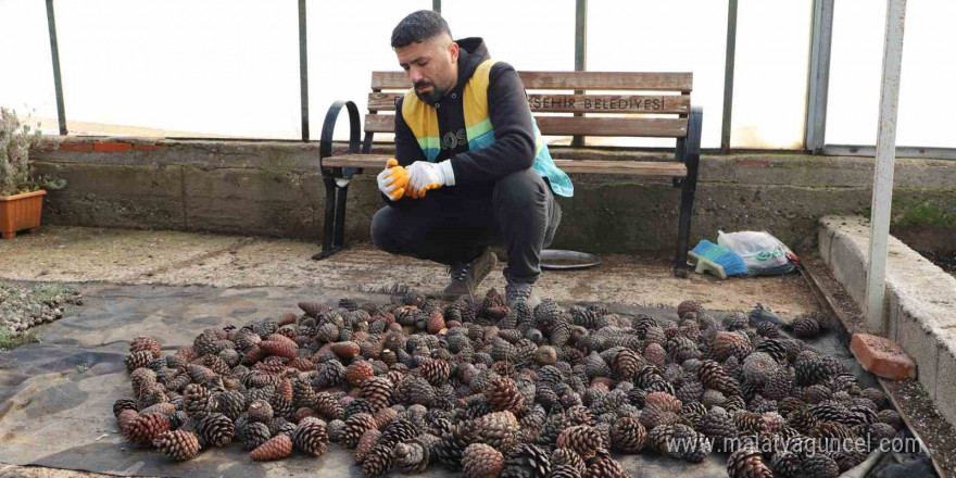 Doğada toplanan kozalaklardan fidan üretiliyor