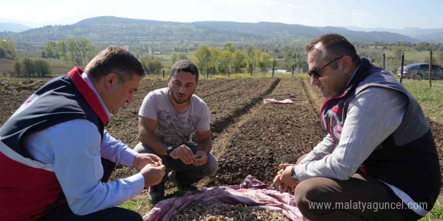 Doğada toplanması yasak olan salebin üretimi artıyor: Kastamonu’da 12 dekar alanda dikim başladı