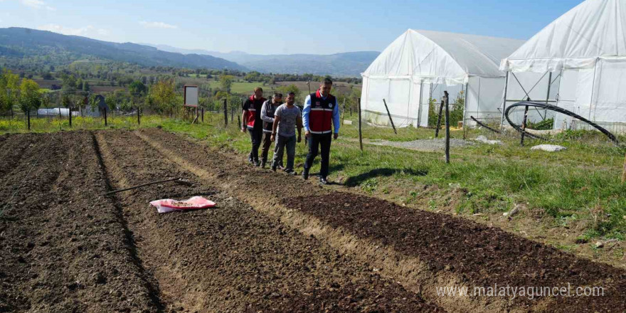 Doğada toplanması yasak olan salebin üretimi artıyor: Kastamonu’da 12 dekar alanda dikim başladı