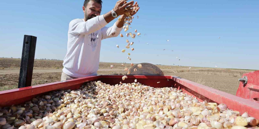 Doğal antibiyotik Aksaray organik sarımsağında dikim başladı