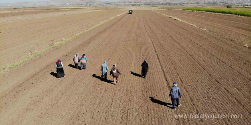 Doğal antibiyotik Aksaray organik sarımsağında dikim başladı