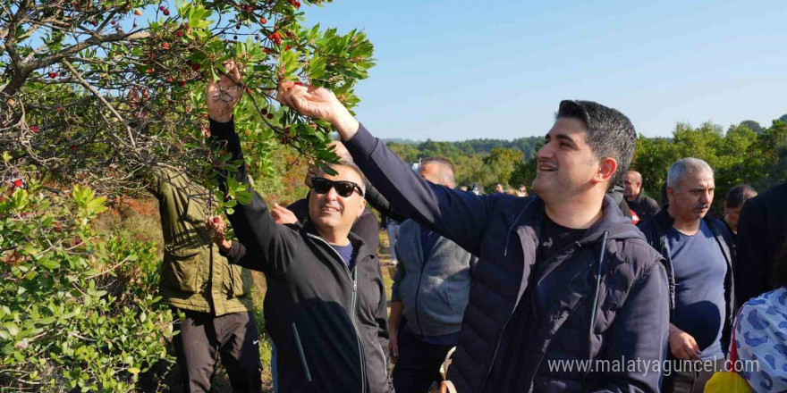 Doğaseverler 438 metre yüksekliğindeki Kayışdağı Ormanı’nda dağ çileği topladı