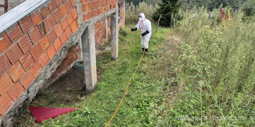 Doğu Karadeniz’in en büyük ilçesi olan Ortahisar’da kahverengi kokarca ile mücadelede ilaçlama seferberliği başlatıldı