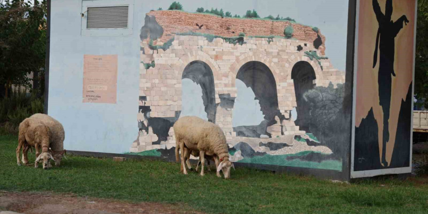 Doğurganlık hızının hızla düştüğü Aydın’da parklar koyunlara kaldı