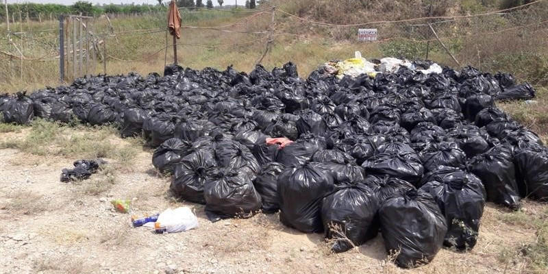 Dökülen ya da ağaçta kalan narenciye Akdeniz Meyve Sineği popülasyonunu artırıyor