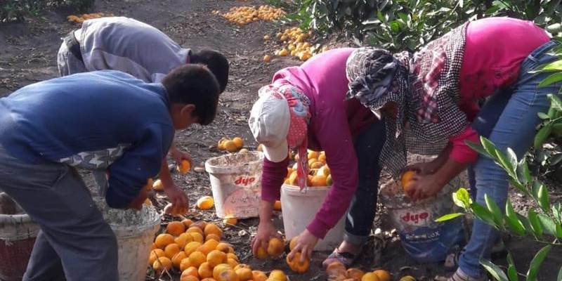 Dökülen ya da ağaçta kalan narenciye Akdeniz Meyve Sineği popülasyonunu artırıyor