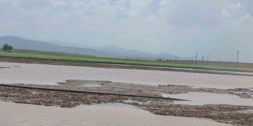 Doludan zarar gören ekili alanların tespiti yapıldı