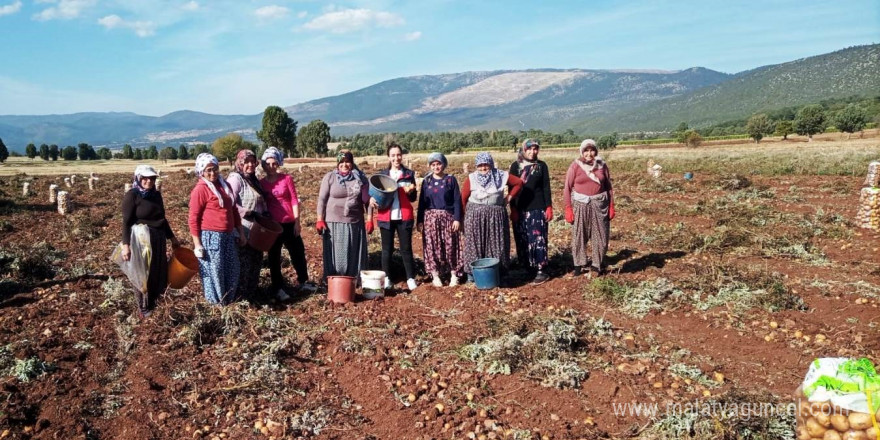 Domaniç’te patates hasat çalışmaları kontrol edildi