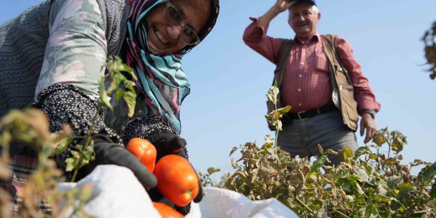 Domates tarlada kalmayacak, Bakanlıktan salça fabrikalarına destek geldi