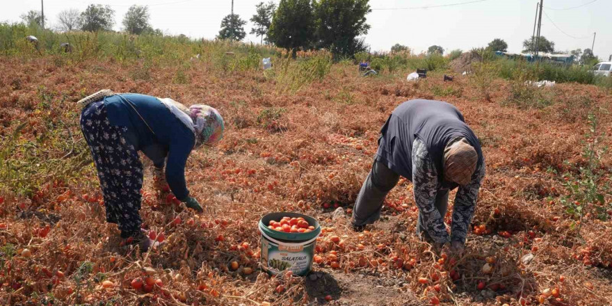 Domatesi tarlada kalan çiftçi, Büyükşehir aracılığıyla ihtiyaç sahiplerine bağışladı