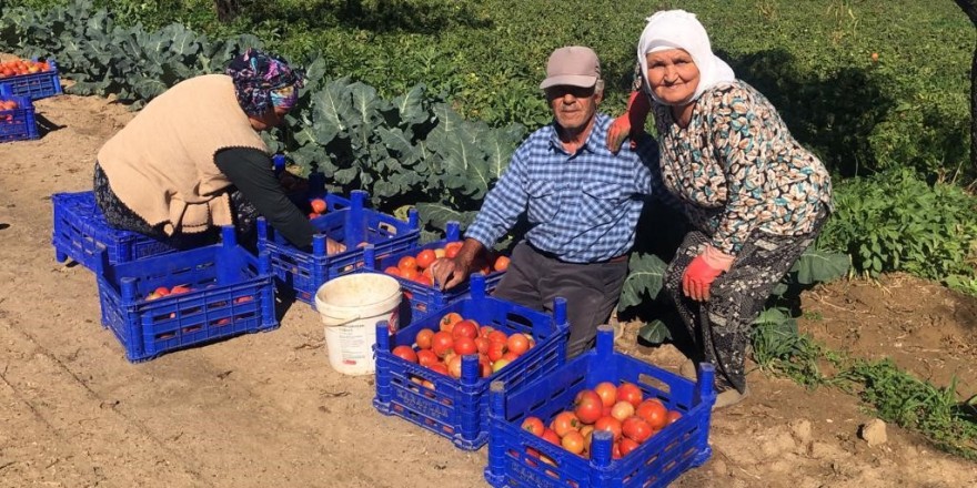 Domateste güz hasadı başladı, düşen fiyatlar üreticiyi memnun etmedi