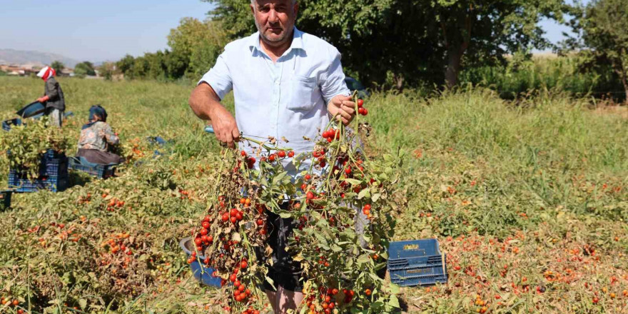 Domateste salçalık üzdü, sofralık ve ihracat sevindirdi