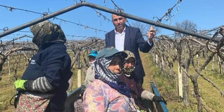 Dünyaca ünlü üzümün yetiştirildiği bağlarda hummalı çalışma